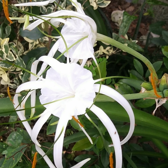 Meet your Posher, Authentic ☝ - Picture 4 of 4